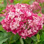 Hortenzia stromčekovitá (Hydrangea arborescens) ‘RUBY ANNABELLE’® Proven Winners® - výška 40-50 cm, kont. C3L 